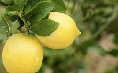 LIMONE. STA BENE SU TUTTO!