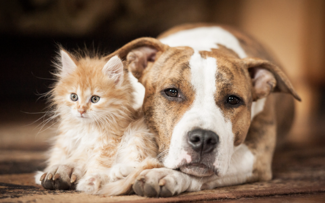 CANI E GATTI. COME RISPARMIARE.